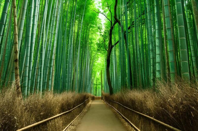 Private Kyoto Sightseeing Tour (Green Number Plates) - What Makes This Tour Stand Out