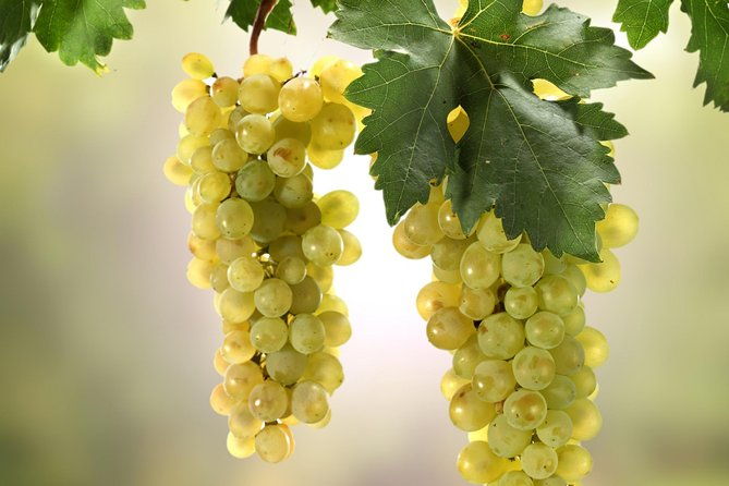 private-lake-balaton-experience-with-an-unforgettable-wine-tasting
