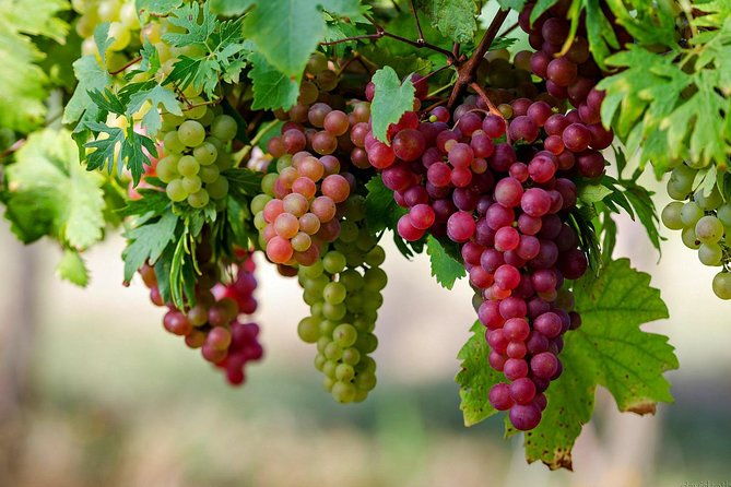 private-lake-balaton-experience-with-an-unforgettable-wine-tasting