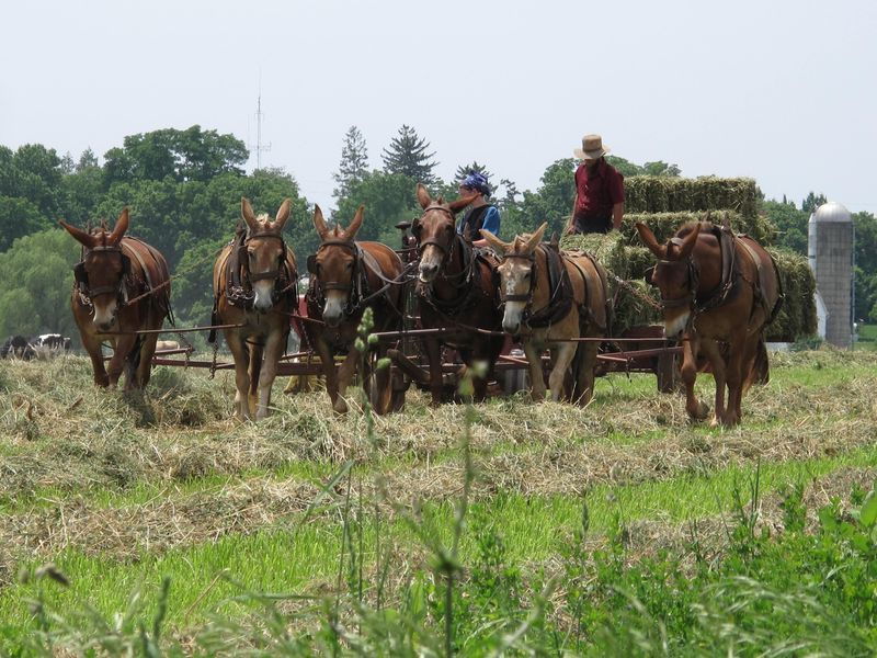 private-lancaster-county-amish-tour-from-philadelphia