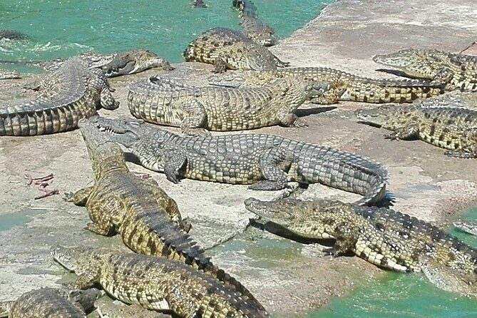 Private Le Cape Animal Farms Full Day Tour - A Thorough Look at the Itinerary