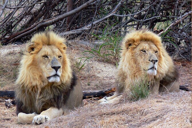 Private Le Cape Animal Farms Full Day Tour - The Experience: What You’ll Really Get