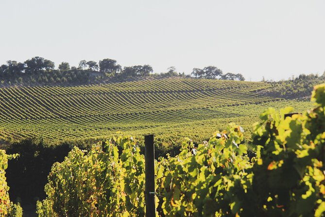 private-lisbon-wine-tasting-trip-to-the-setubal-region-with-hotel-pick-up