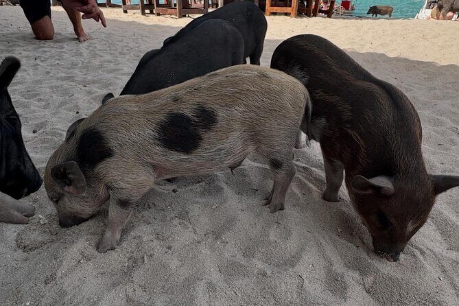 Private Longtail Boat Tour to Koh Madsum & Koh Tan - A Closer Look at the Tour Experience