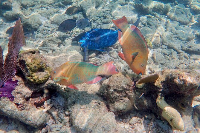 private-looe-key-snorkel-from-big-pine-key