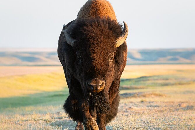 private-lower-loop-tour-of-yellowstone-national-park