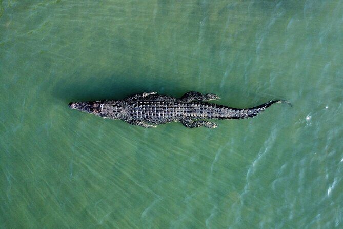 Private Luxury Cape Tribulation Adventure and Crocodile Cruise - A Closer Look at the Itinerary