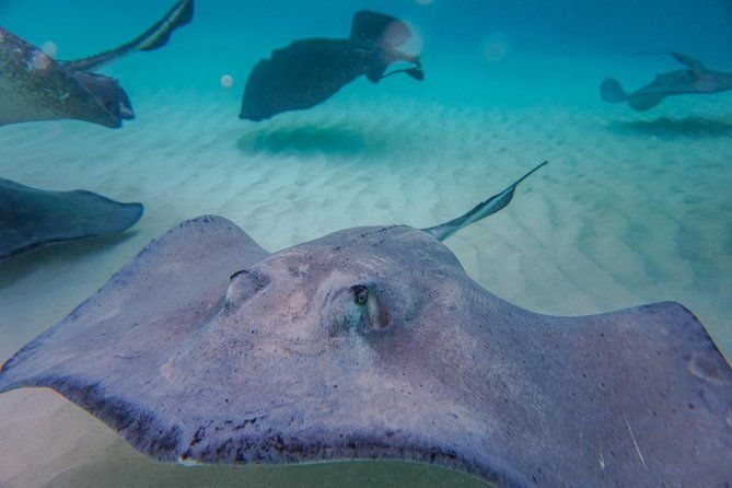 private-luxury-custom-charters-to-stingray-city-snorkeling-more