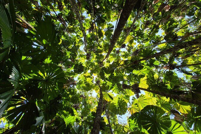 Private Luxury Daintree Dream Tour All Inclusive - Key Points