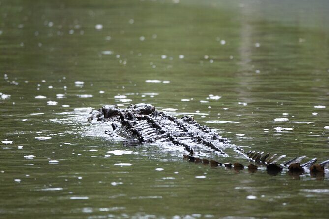 Private Luxury Daintree Dream Tour All Inclusive - In-Depth Breakdown of the Experience