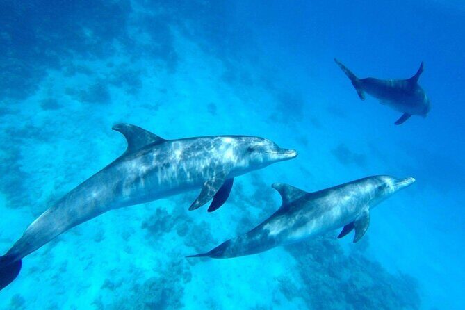 Private Luxury Dolphin House Boat Tour With Lunch - Hurghada - The Sum Up