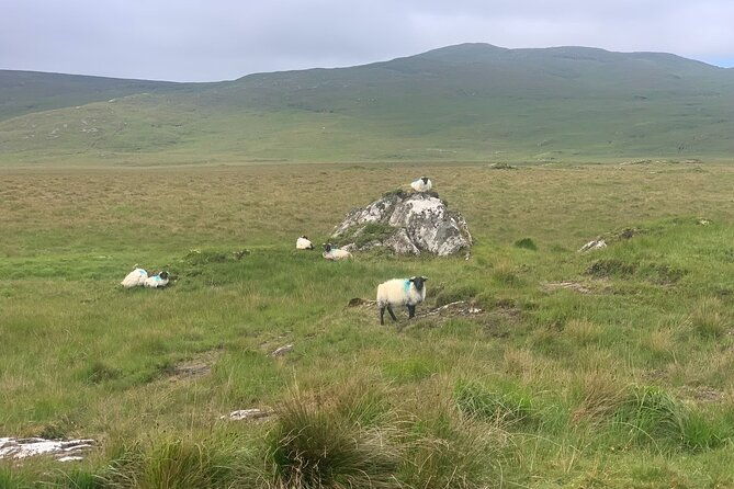 private-luxury-guided-tour-of-connemara-from-westport-or-ballina
