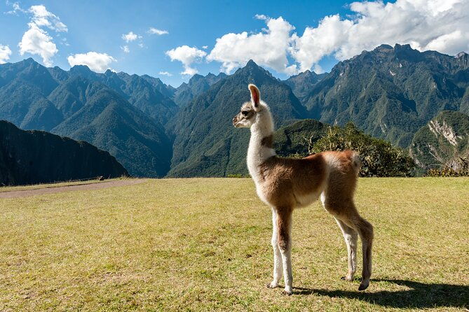 private-luxury-machu-picchu-tour-with-buffet-lunch
