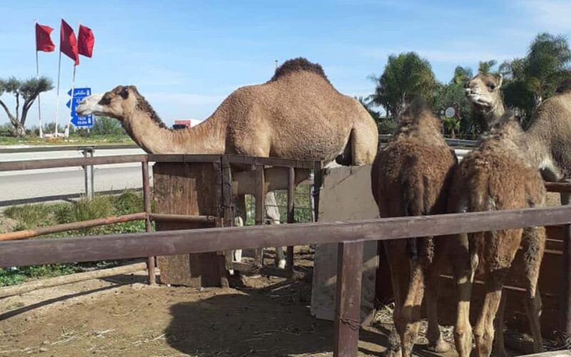 Private Luxury Tangier Desert Tours 6 Days - FAQ