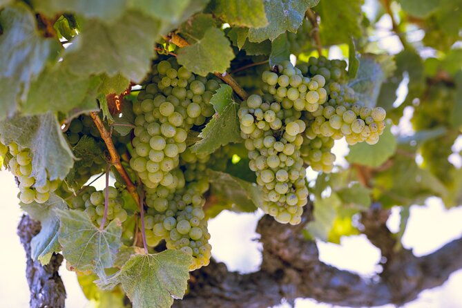 private-luxury-transportation-experience-napa