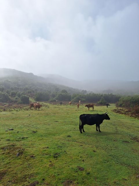 private-madeira-complete-full-day-tour