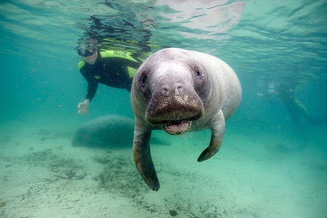 Private Manatee Swim for up to 6 with In-Water Divemaster/Photographer - Discovering the Magic of the Private Manatee Swim in Crystal River