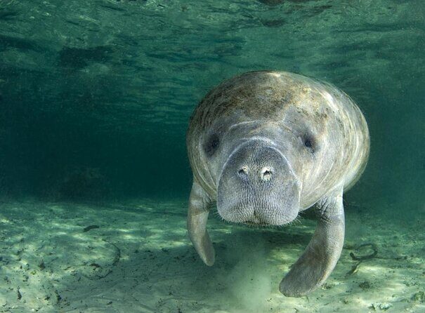 Private Manatee Swim for up to 6 with In-Water Divemaster/Photographer - Key Points