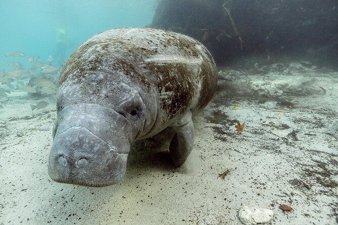Private Manatee Swim for up to 6 with In-Water Divemaster/Photographer - Analyzing the Value