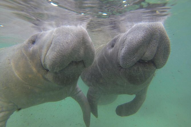 Private Manatee Swim for up to 6 with In-Water Divemaster/Photographer - Who Will Love This Experience?