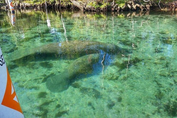 Private Manatee Swim for up to 6 with In-Water Divemaster/Photographer - The Sum Up