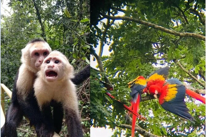 private-manuel-antonio-national-park-guided-walk