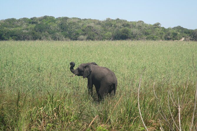 Private Maputo National Park Safari Day Tour with Pickup - Exploring Maputo Special Reserve: An Abundant Wildlife Haven