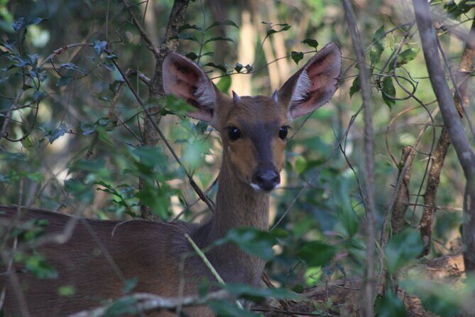 Private Maputo National Park Safari Day Tour with Pickup - Why This Safari Tour is a Solid Choice