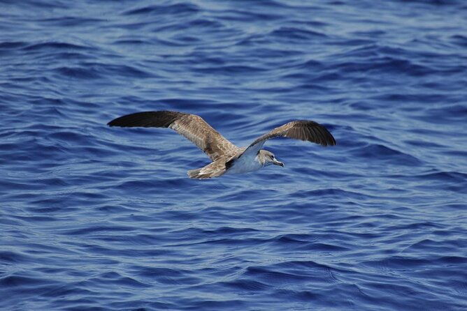 private-marine-life-spotting-dolphin-watching-ecomarine-malta-3