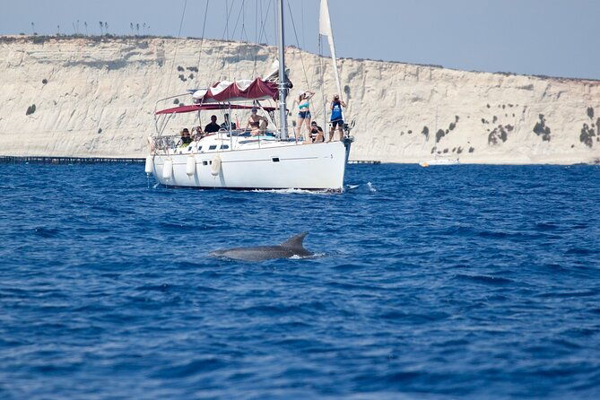 private-marine-life-spotting-dolphin-watching-ecomarine-malta-4