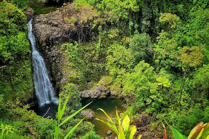 Private Maui Redwood Hiking Experience - Exploring the Details of This Maui Redwood Tour