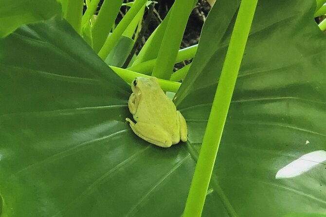 private-mega-el-yunque-full-day-tour-rainforest-rivers-beaches