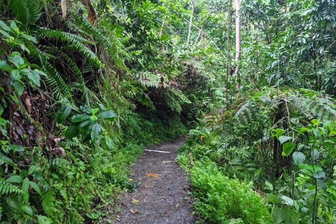 private-mega-el-yunque-full-day-tour-rainforest-rivers-beaches