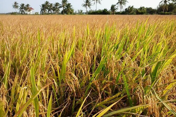 Private Mekong Delta Less Tourist - Coconut Island Tour - Key Points