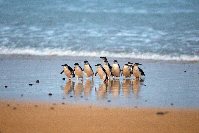 Private Melbourne Tour: Phillip Island and Chocolate Factory - Transportation, Group Size, and Comfort