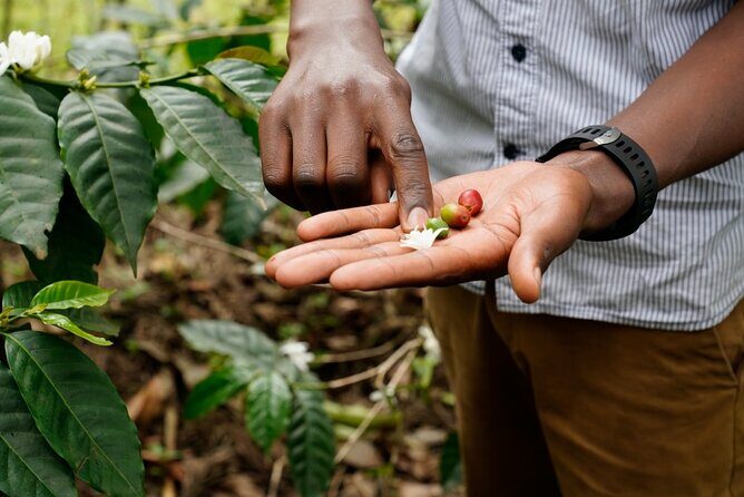 Private Meru Coffee Tour in Nkoaranga - The Experience in Detail
