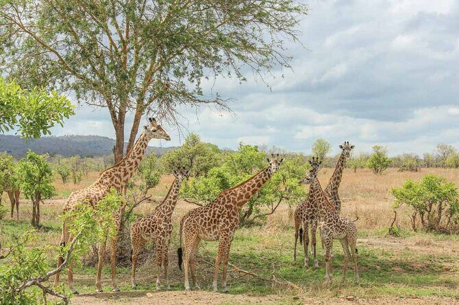 Private Mikumi Adventure - What to Expect During the Wildlife Encounters