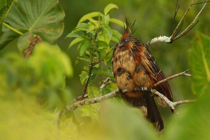 private-mindo-cloud-forest-tour-from-quito