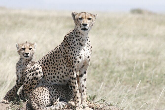 Private Mini Safari Tour in Nairobi - Exploring Nairobis Unique Wildlife Park