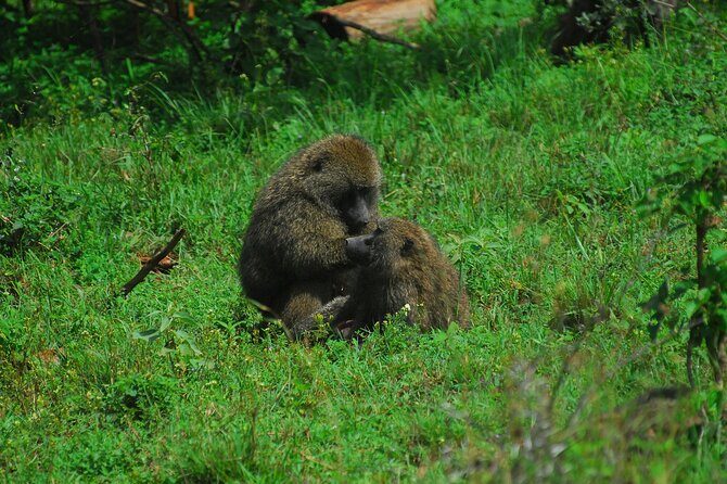 Private Mini Safari Tour in Nairobi - Who Should Consider This Tour?