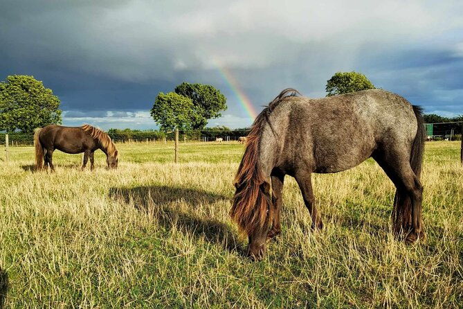 private-miniature-horse-walking-near-lincoln