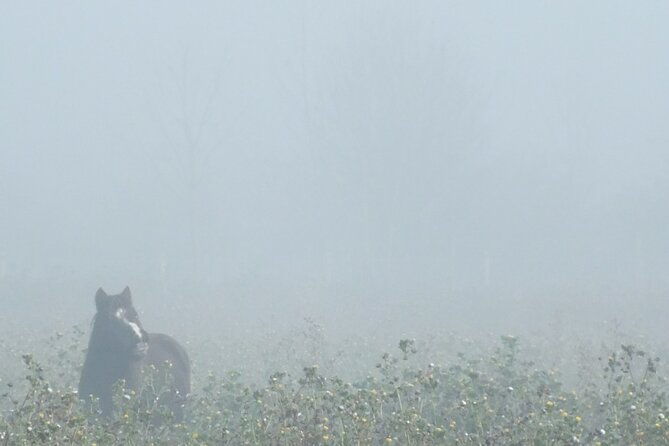 private-miniature-horse-walking-near-lincoln