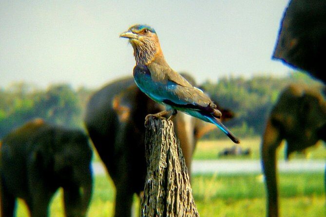 Private Minneriya National Park Safari and Fireflies Lighting Tour - Who Is This Tour Best For?