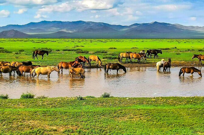 Private Mongolia Tour: 9 Days Genghis Khan Birthplace Exploration - Key Points