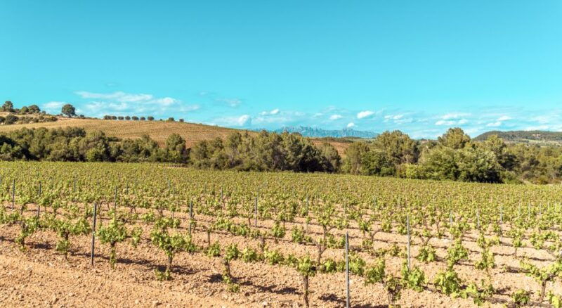 private-montserrat-tour-organic-winery-gourmet-lunch