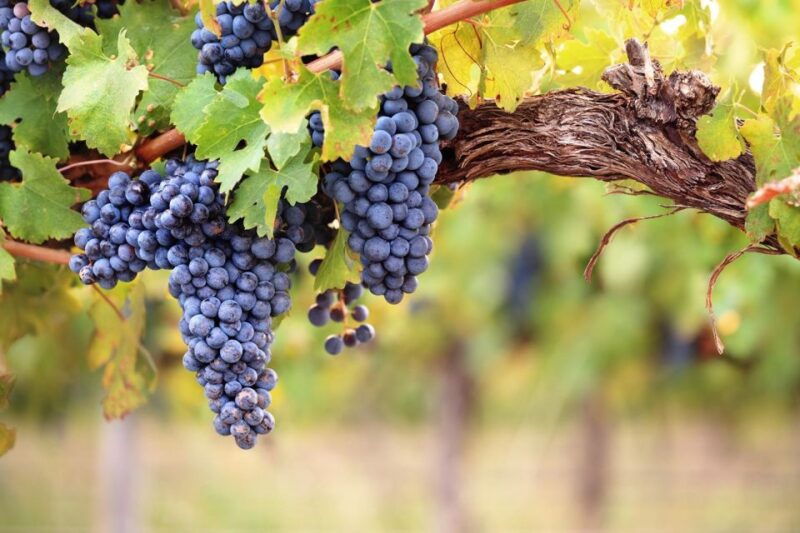 private-montserrat-tour-organic-winery-gourmet-lunch