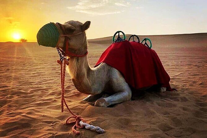 Private Morning Desert Safari: Camel Ride, Sandboarding Adventure - Who is this tour best suited for?