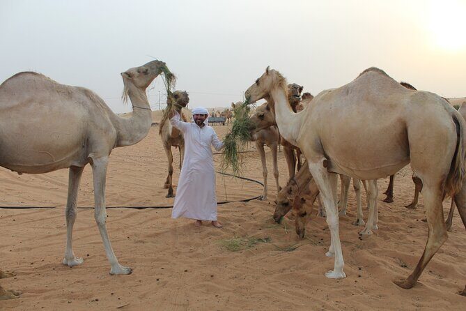 Private Morning Desert Safari From Dubai - An In-Depth Look at the Tour