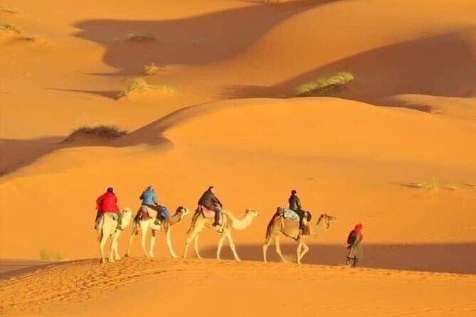Private Morning Desert Safari with Camel Ride Falcon Photos - FAQ