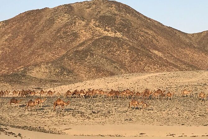 Private Morning Desert Safari with Quad Bike Tours Jeddah - FAQ